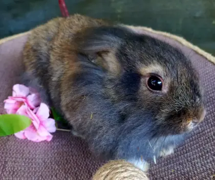 Zwergkaninchen Löwenkopf