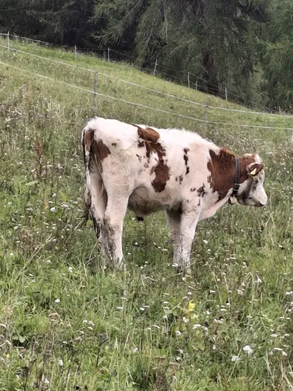 Circa 1-jährige Ochse zu verkaufen