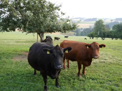 Angus