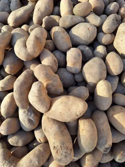 Futterkartoffeln