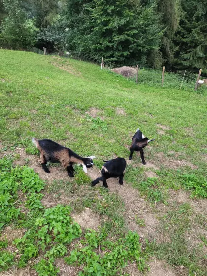 Mini-Zwergziegen