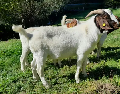 Gekörter Burenziegenbock