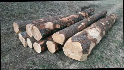 Zirbenholz