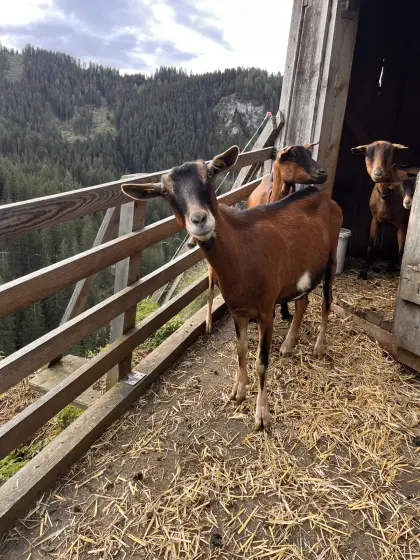 Ziegen