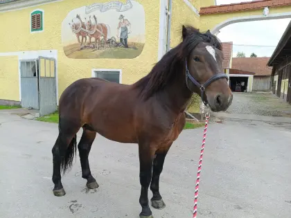 Pferd