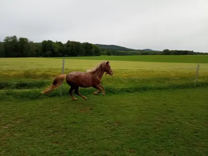 Verkaufe Pony-Stutfohlen