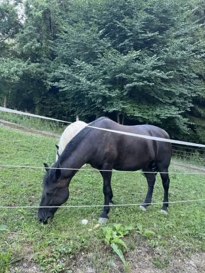 Verkaufe Paint Horse-WB