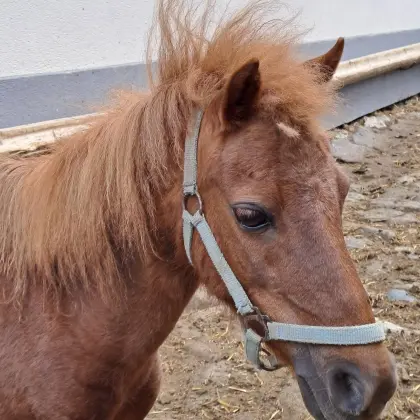 Beistellpferd