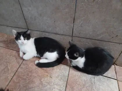 Katzenbabys