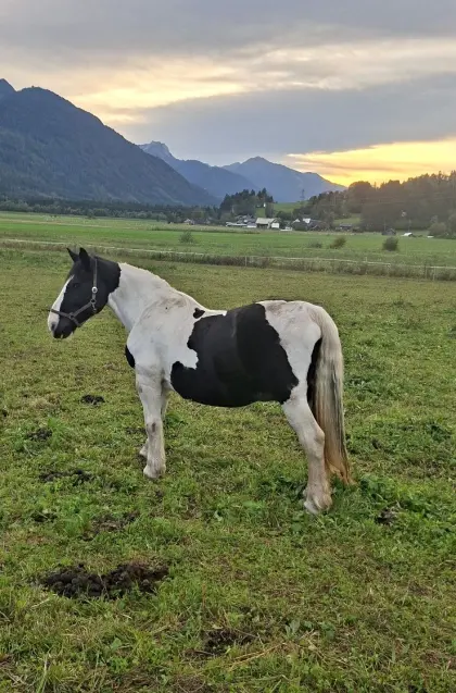Noriker Rappscheck-Stute
