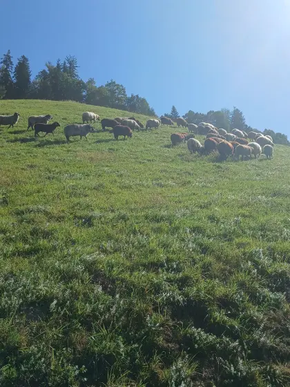 Verkaufe Schlachtlämmer und trächtige Schafe