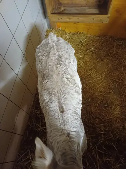 Original Braunviehstierkalb