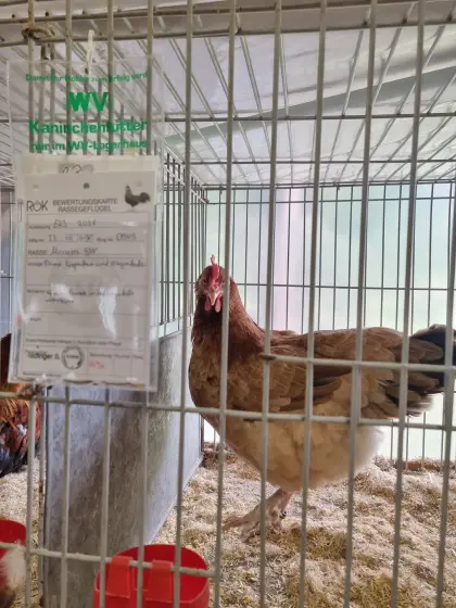 Zwerg Dresdener, Marans goldweizenfarbig, Hennen und Hähne
