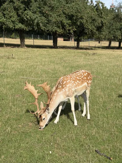 Damhirsch, 3-jährig, 3. Kopf Damwild