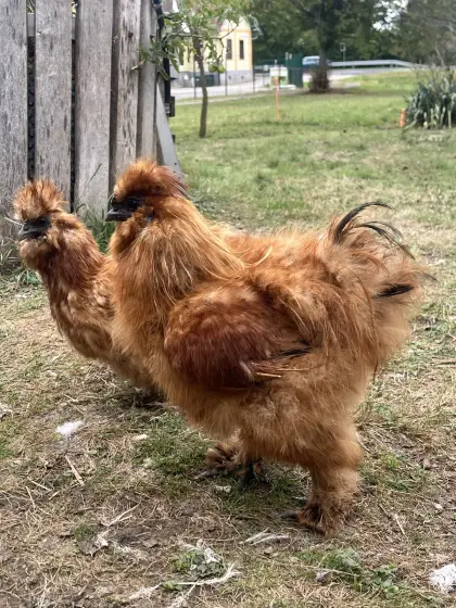 Seidenhühner in Gelb (groß) mit Bart