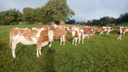 Bio-Kalbinnen hochträchtig