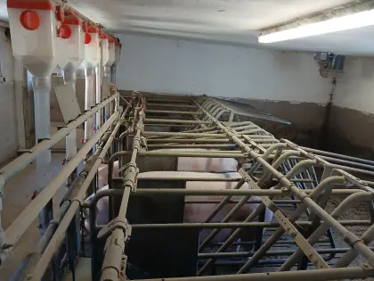 Schweineaufstallung