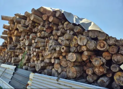 Brennholz Fichte, trocken