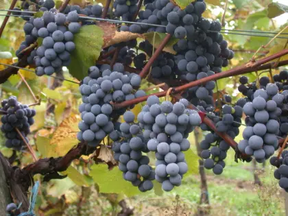 Weintrauben