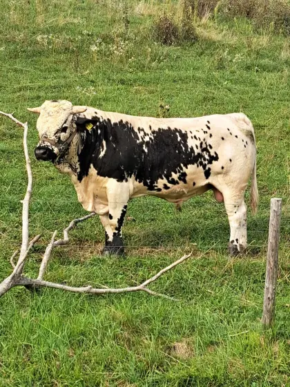 Pustertaler Sprinzen Stier