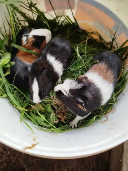 3 liebe Meerschweinchen-Babys