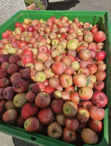 Frisches Pressobst 2026 (für Saft, Most, Schnaps uvm.)