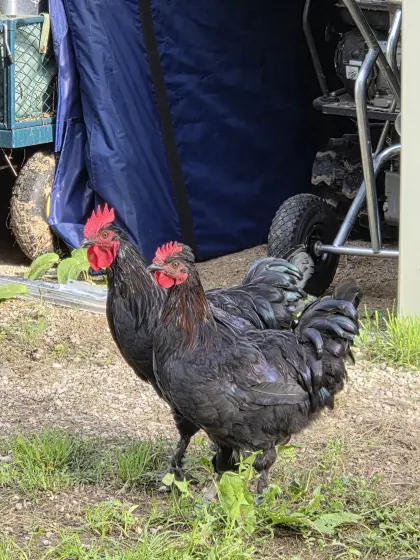 Zwei Junghähne Maran kupfer/schwarz, 5 Monate alt