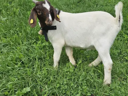Burenziegenbock