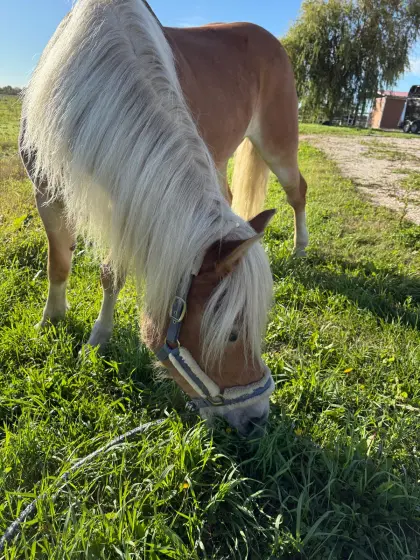 Haflinger-Stute Zucht, Freizeit