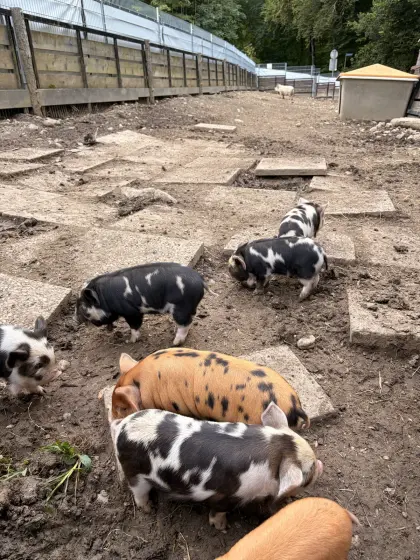 Kune Kune