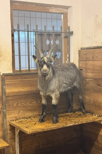 Blobe Bock zu verkaufen
