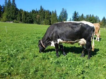 Original schwarze Pinzgauer Erstlingskuh