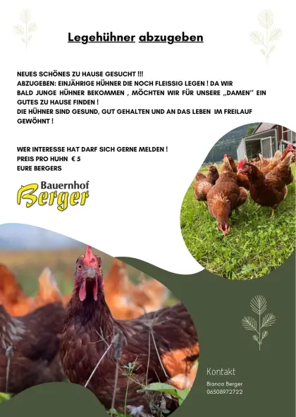 Legehühner