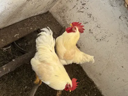 3 weiße Hähne abzugeben