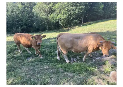 Murbodner Kuh trächtig mit 1-jährigem Kalb
