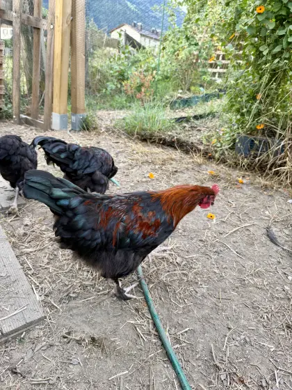 Marans-Hahn, Hähne