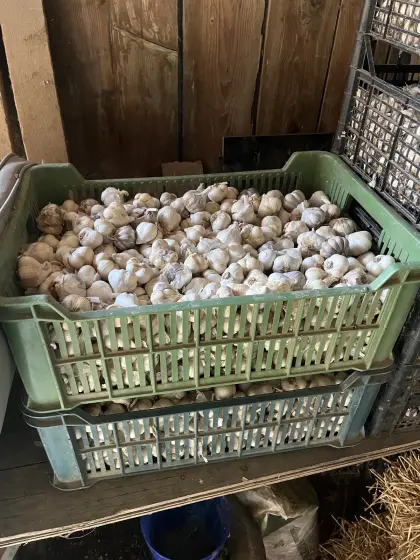 Knoblauch B-Ware 10 kg
