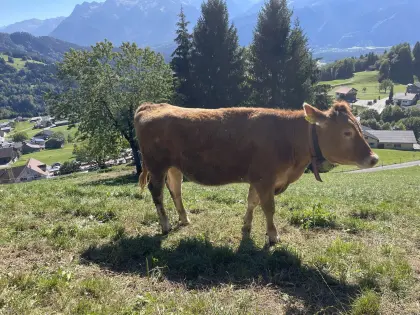 Bio BV x Limousin, 1 Jahr alt