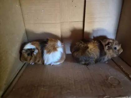 Meerschweinchen