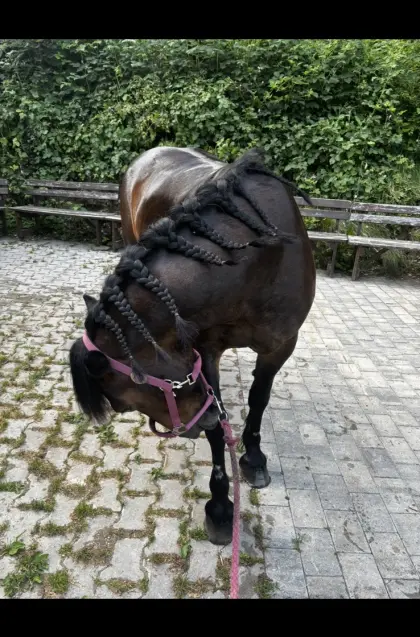 Pony