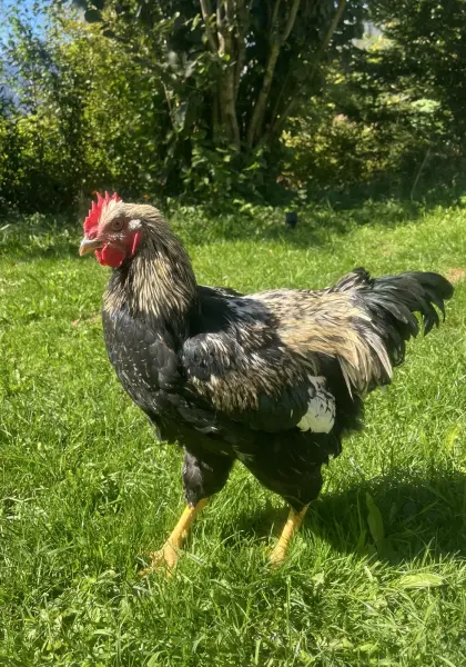 Barnevelder-Hahn
