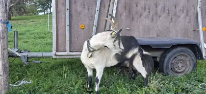 Pfauenziege Bockmutter