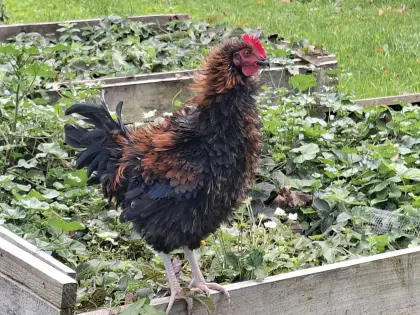 Strupphahn