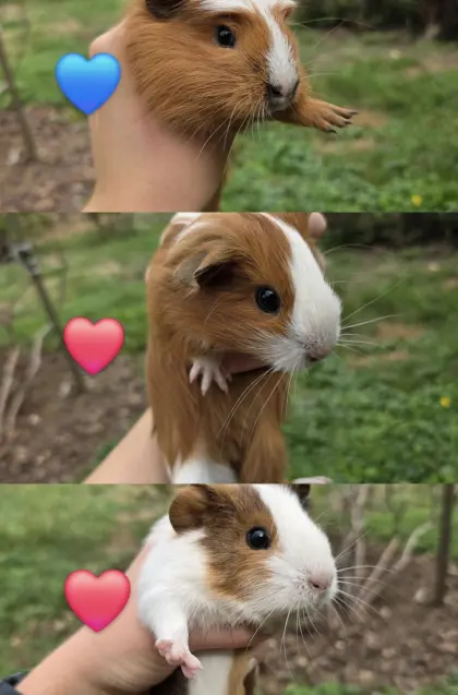 Meerschweinchen, Pfau