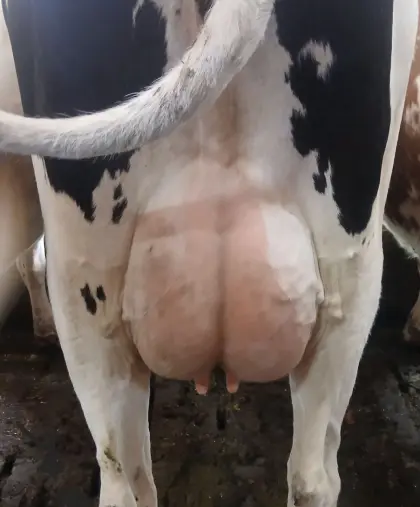 Holstein Erstlingskuh