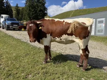 Org. Pinzgauer Kalbin, trächtig