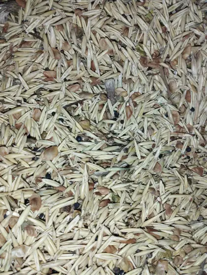 Bio-Hafer Ausputz