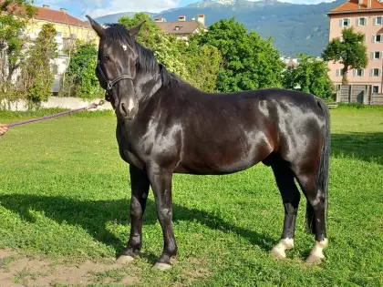 Schlesier Warmblutwallach