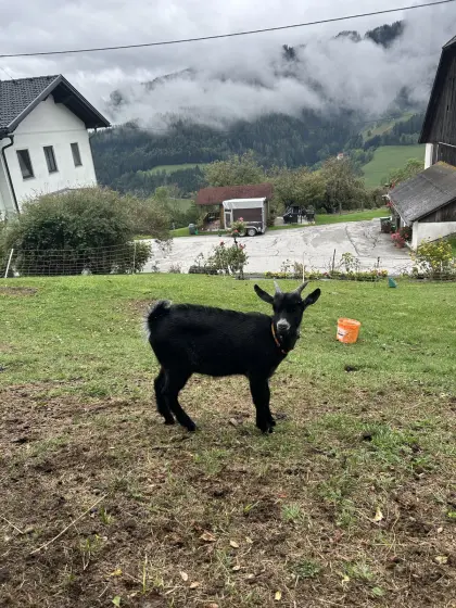 Jungbock zu verkaufen