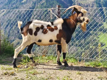 Tauernschecken-Bock